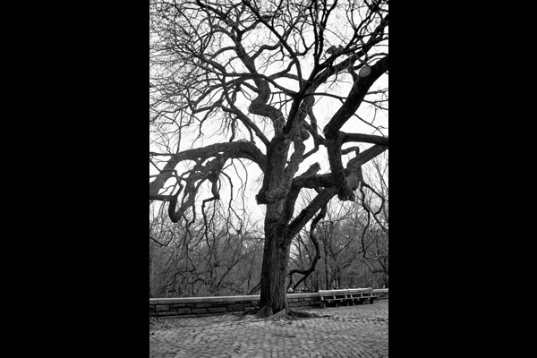 central park tree